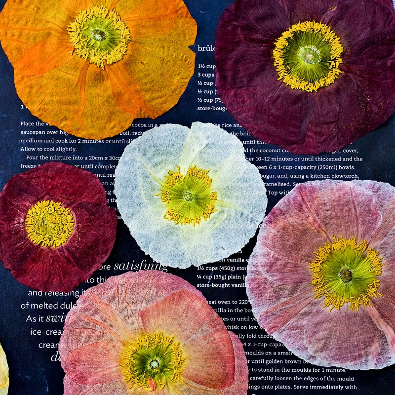 Art And Craft Photos - 1 шт., Натуральные прессованные сухоцветы мака