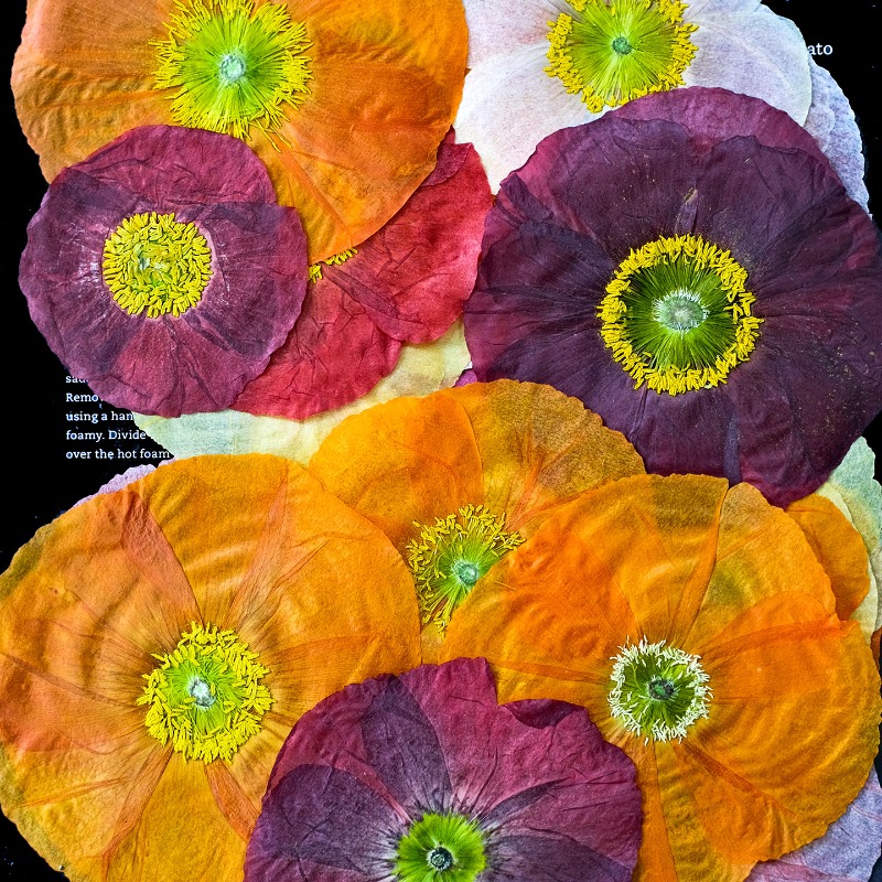 1 шт., Натуральные прессованны – обзор и цена Art And Craft Photos